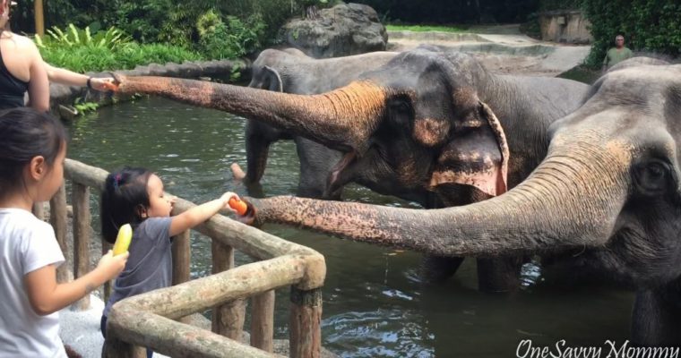 Singapore Zoo Special Experiences