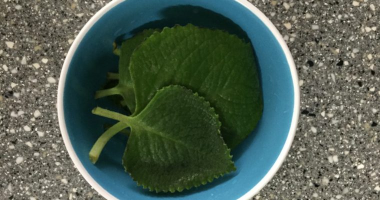 How to make Oregano Juice to relieve cough?