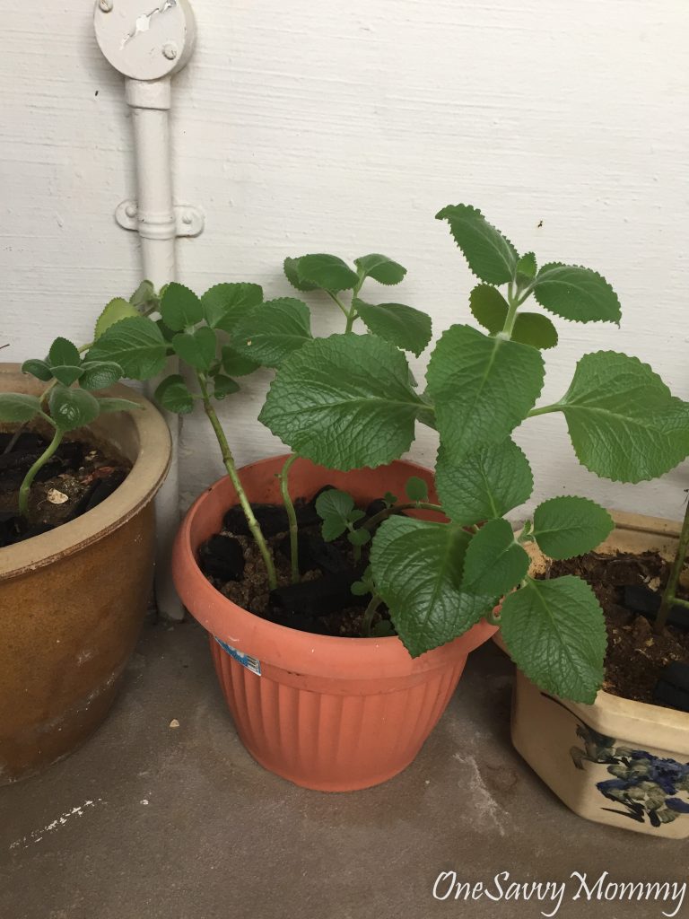 How to make Oregano Juice to relieve cough? One Savvy Mommy