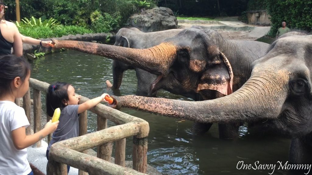 Singapore Zoo Special Experiences