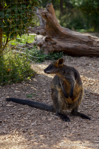 Discover Melbourne Australia with Kids