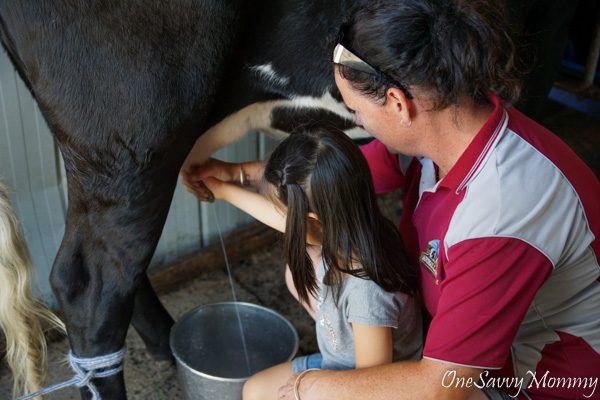 Animal Land Children’s Farm in Melbourne